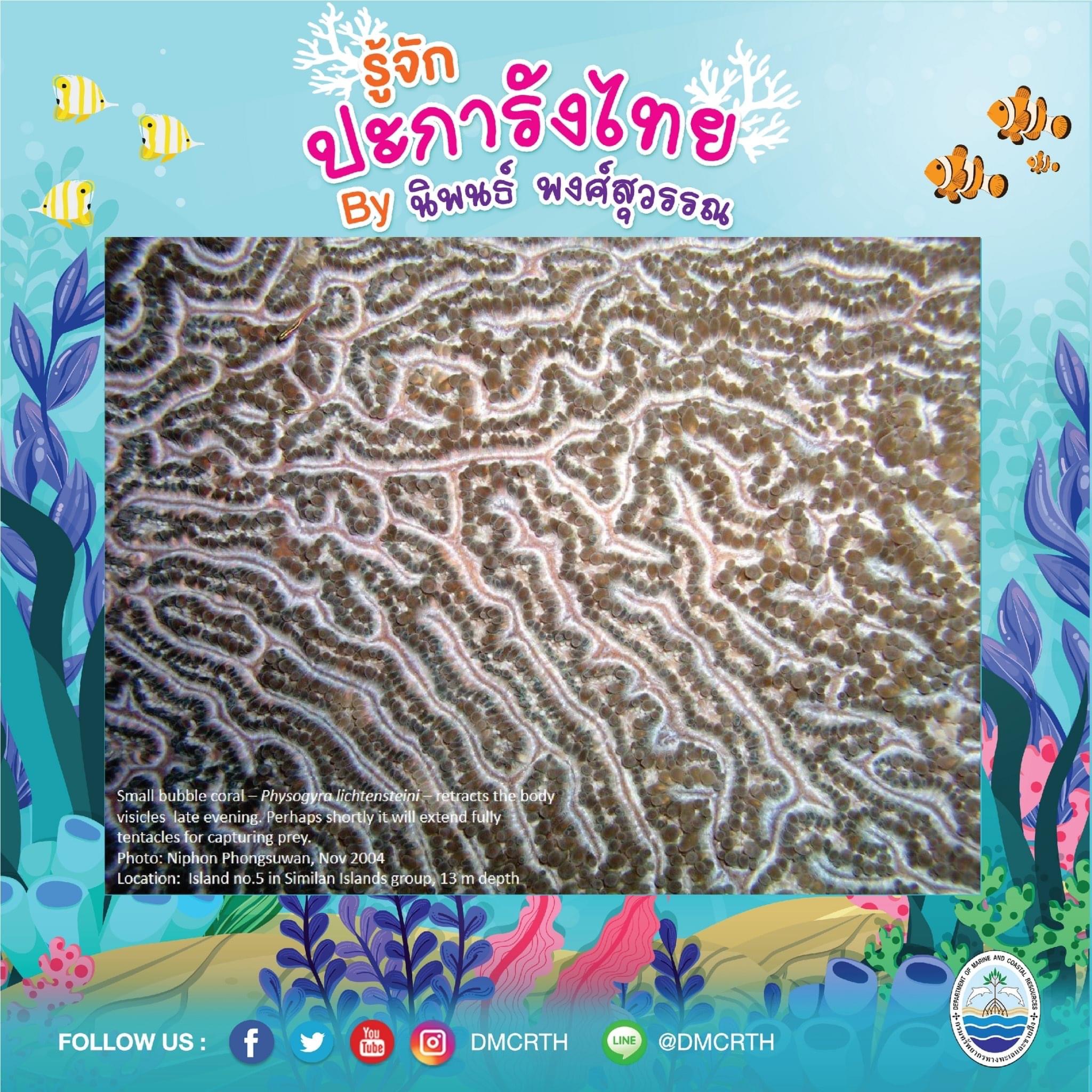 พาท่องโลกใต้ทะเล ทำความรู้จักปะการังวันละตัว #๓๘