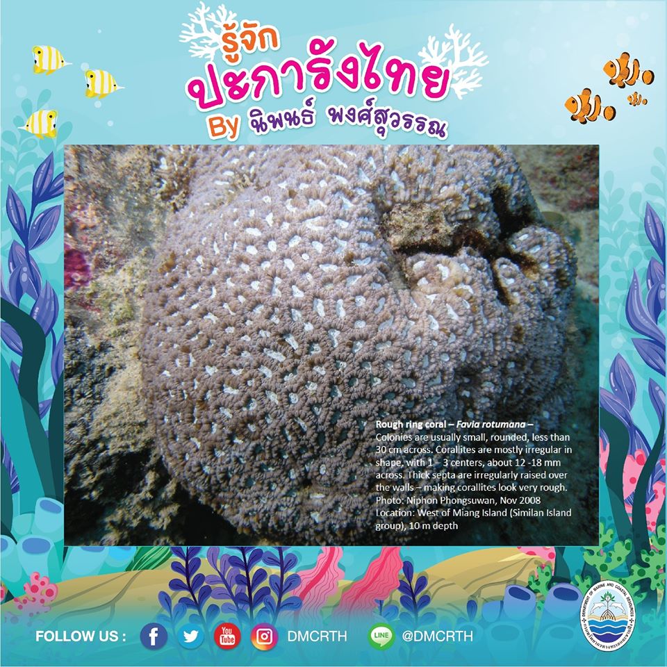 พาท่องโลกใต้ทะเล ทำความรู้จักปะการังวันละตัว #๖๗