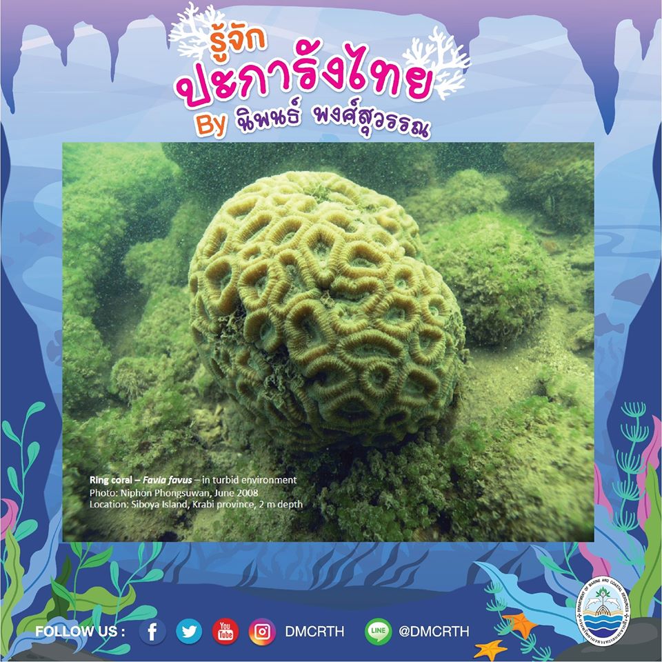 พาท่องโลกใต้ทะเล ทำความรู้จักปะการังวันละตัว #๖๘