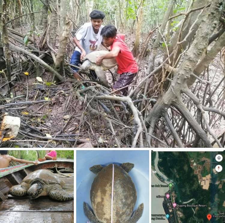 ทุลักทุเล ช่วยขนย้ายแม่เต่าตนุยักษ์เกยตื้นป่าชายเลนอ่าวสิเกา
