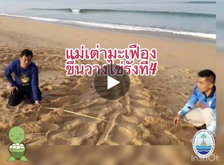 เจอแล้วไข่เต่ามะเฟืองรังที่๔ หาดบางขวัญ ไม่ต้องย้ายรัง