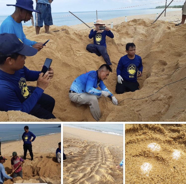 มีเฮ ต้อนรับเต่ามะเฟือง วางไข่รังที่๔ หาดบางขวัญ พังงา