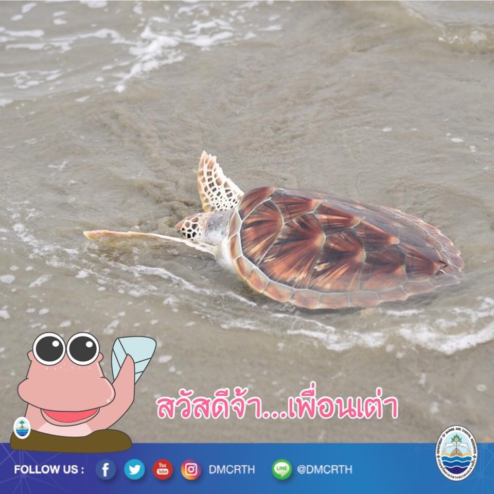 สวัสดี พี่น้องเครือข่ายอนุรักษ์ทะเลไทย