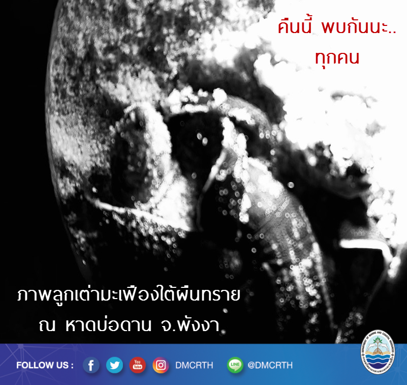 คืนนี้ พบกันนะจ๊ะทุกคน หนูเต่ามะเฟืองพร้อมแล้ว