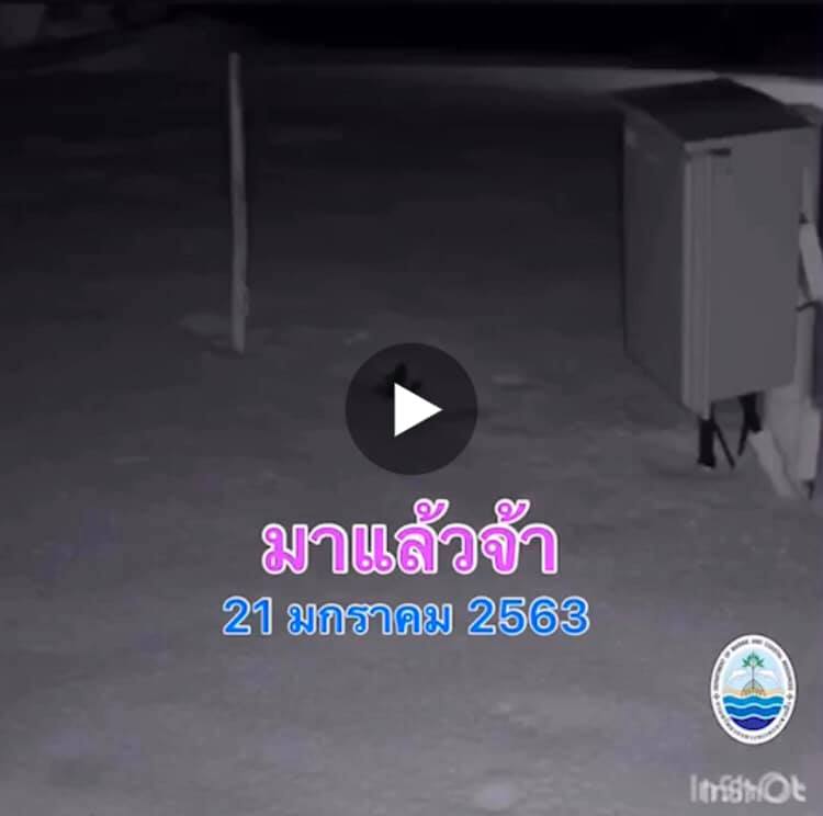การฟักจากไข่ ของลูกเต่ามะเฟือง หาดบ่อดาน