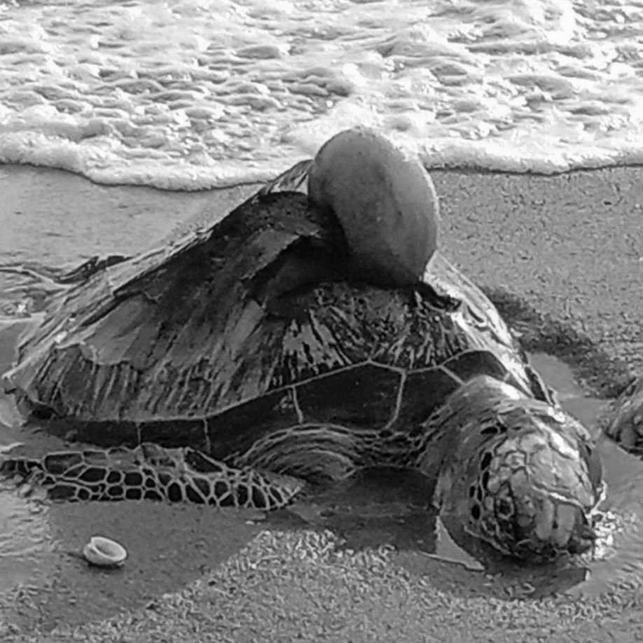 พบซากเต่าทะเลเกยหาดคอเขา ผ่าซากพบเศษขยะพลาสติก