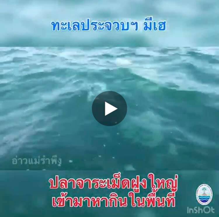 ชุมชนแม่รำพึง ประจวบฯ ดีใจพบฝูงจาระเม็ดที่หายไปนาน