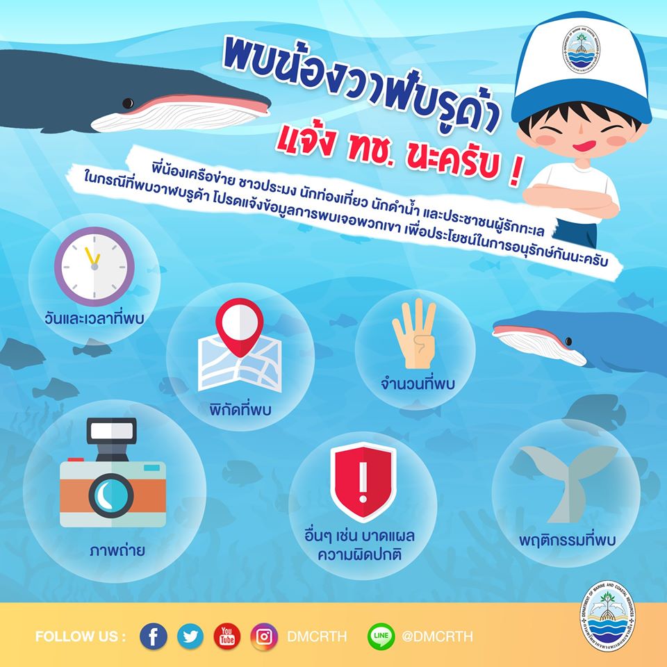 สายรักวาฬ พบเห็นวาฬบรูด้า แจ้งเราด้วยมาช่วยกันนะ