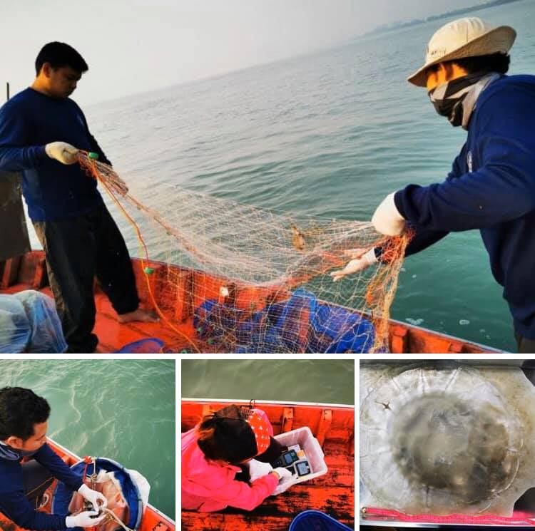 โล่งอก ไม่พบแมงกะพรุนพิษหาดค่ายนเรศวร/หาดชะอำ เพชรบุรี