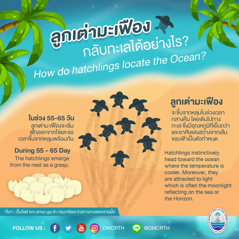 เรารักเต่ามะเฟือง ตอนที่ ๕ : ลูกเต่ามะเฟืองกลับทะเลได้อย่างไร?