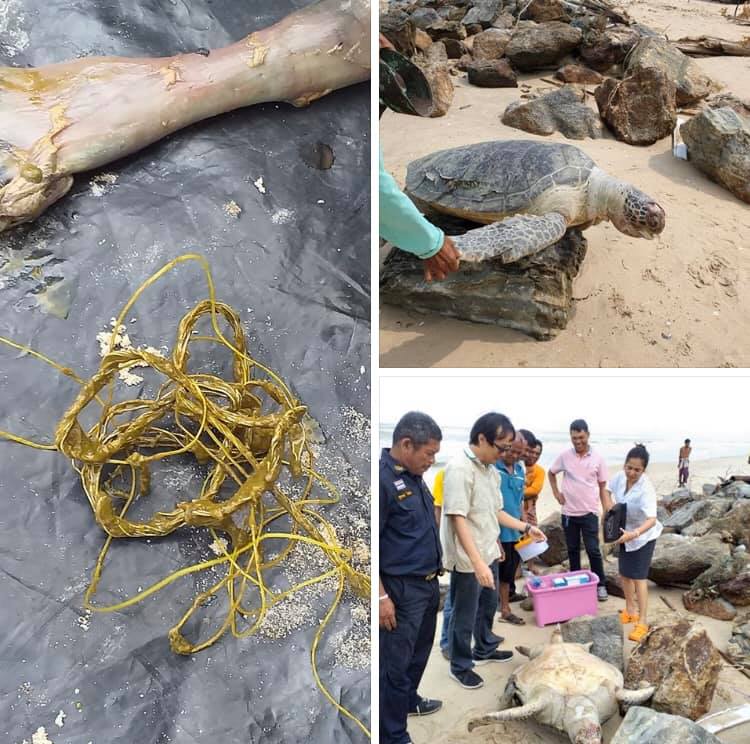 เศร้าอีกแล้ว พบเต่าตนุป่วยตายเกยหาดบ้านแหลม นครศรีธรรมราช