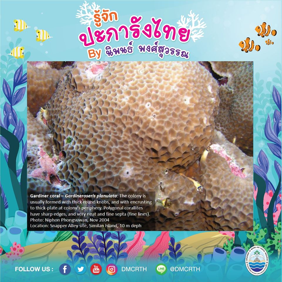 พาท่องโลกใต้ทะเล ทำความรู้จักปะการังวันละตัว #๗