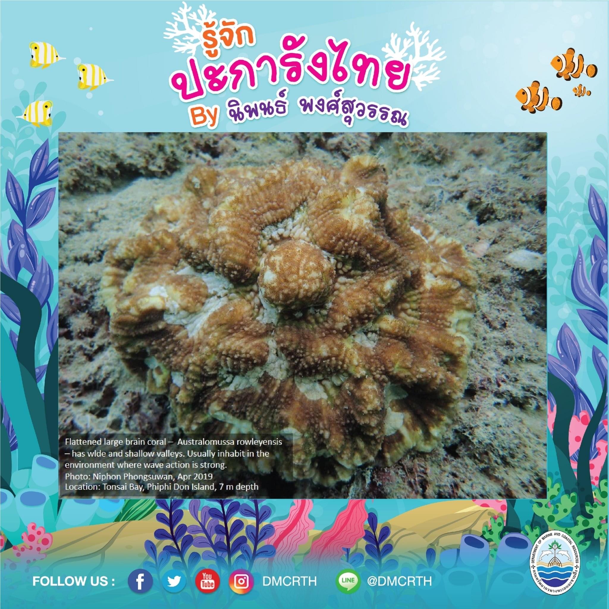 พาท่องโลกใต้ทะเล ทำความรู้จักปะการังวันละตัว #๓๙