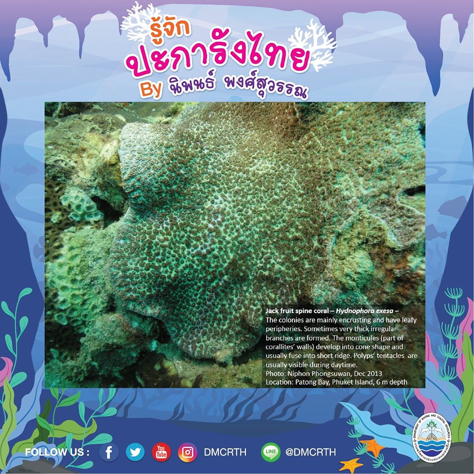 พาท่องโลกใต้ทะเล ทำความรู้จักปะการังวันละตัว #๙๙