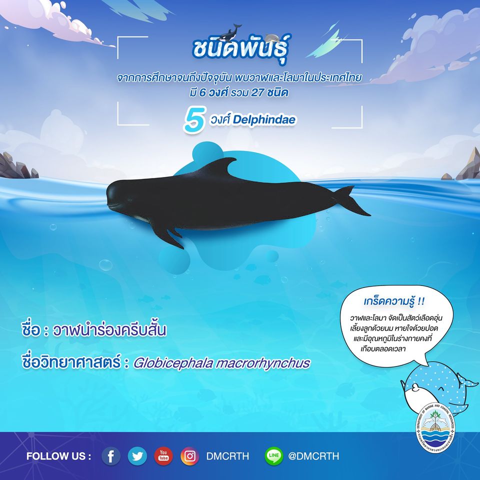 รู้จักเรา รู้จักวาฬ/โลมา วันละชนิด #๑๕ วาฬนำร่องครีบสั้น
