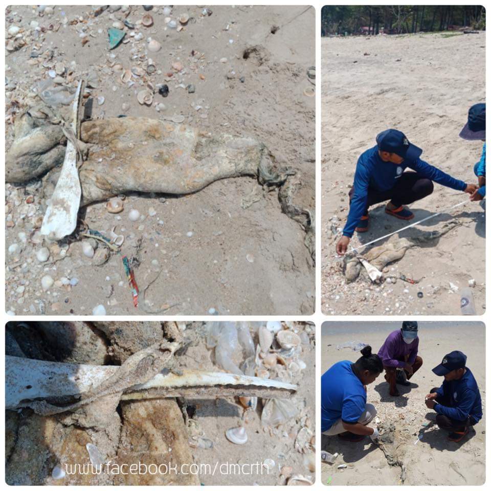 พบโลมาไม่ทราบชนิด เสียชีวิตเกยหาดมหาราช