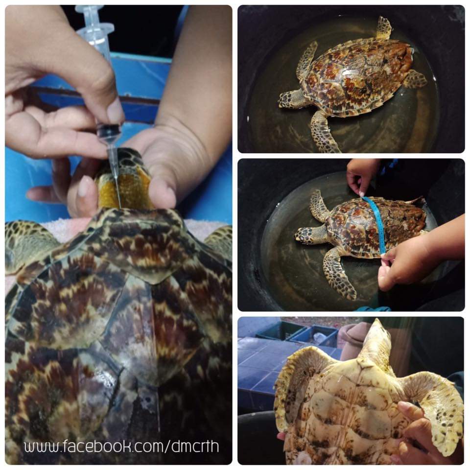 เต่ากระ เพลียคลื่น พบถูกซัดเกยหาดม่วงงาม