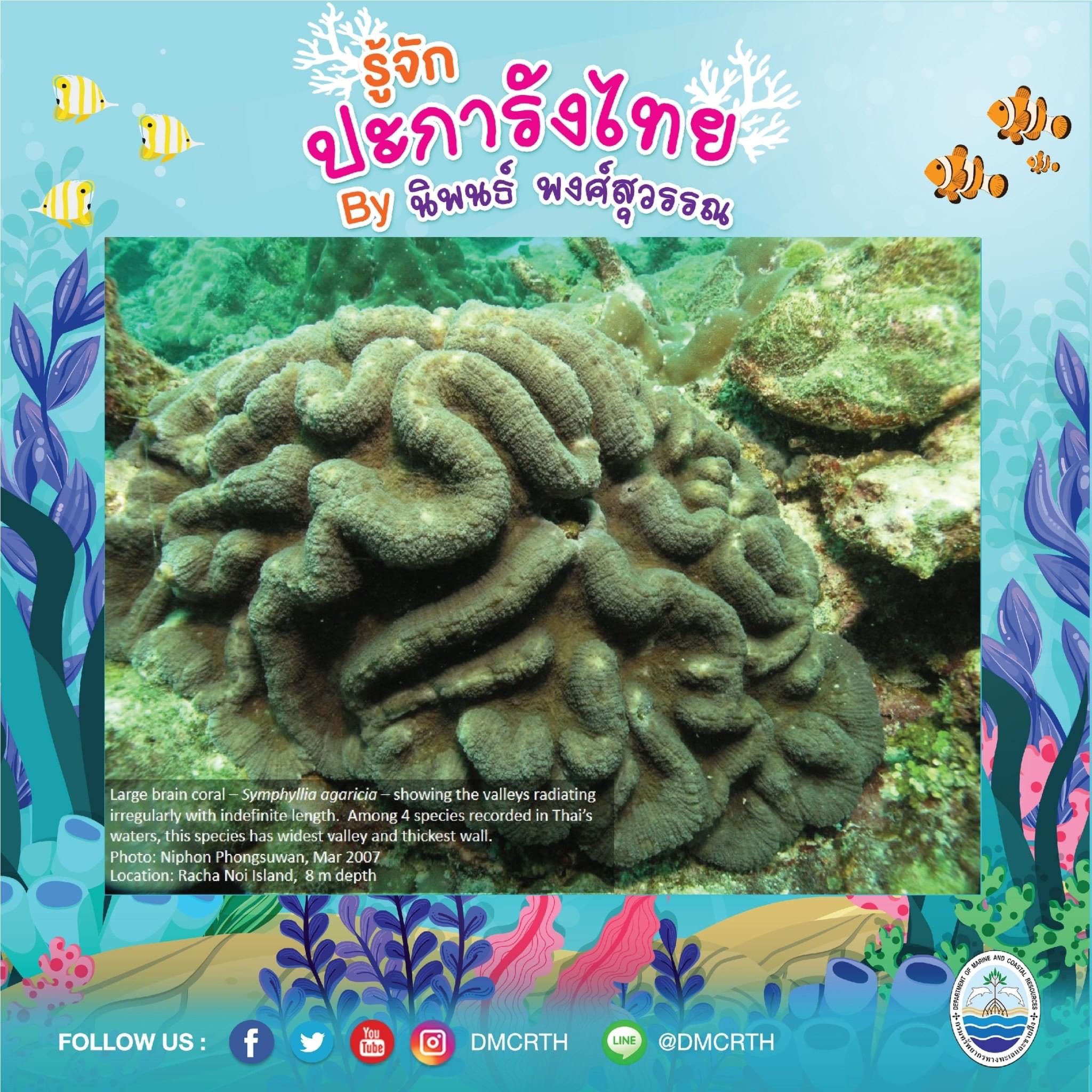 พาท่องโลกใต้ทะเล ทำความรู้จักปะการังวันละตัว #๔๐