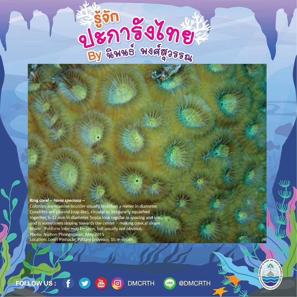 พาท่องโลกใต้ทะเล ทำความรู้จักปะการังวันละตัว #๖๙