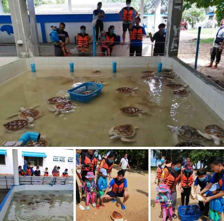 นำคณะศึกษาดูงานชมแหล่งเพาะพันธุ์เต่าทะเล เกาะมันใน ระยอง