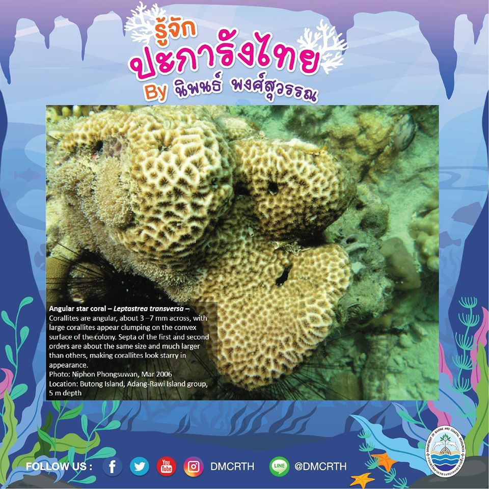 พาท่องโลกใต้ทะเล ทำความรู้จักปะการังวันละตัว #๑๐๐