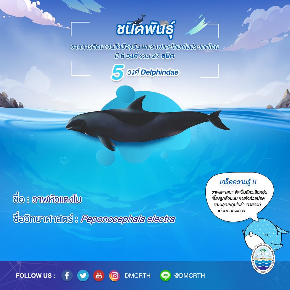รู้จักเรา รู้จักวาฬ/โลมา วันละชนิด #๑๖ วาฬหัวแตงโม