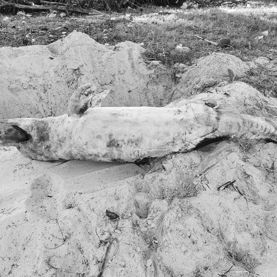 พบโลมาปากขวดตาย เกยหาดหัวไทร