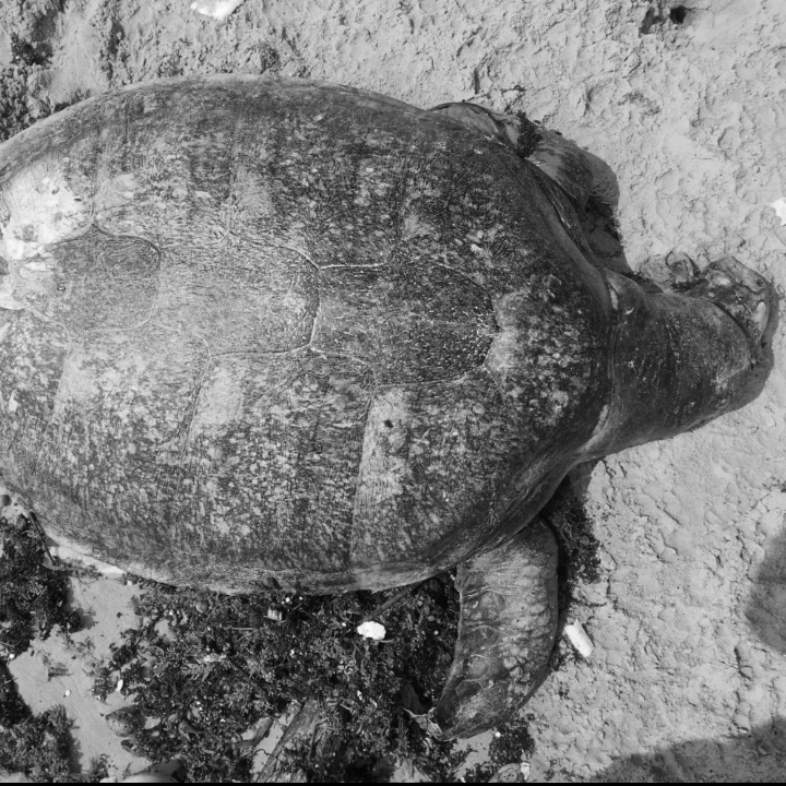 พบซากเต่าตนุ เกยหาดศิลาทอง