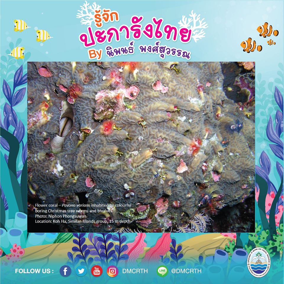พาท่องโลกใต้ทะเล ทำความรู้จักปะการังวันละตัว #๔๑