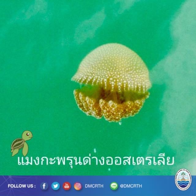 สวัสดี พี่น้องเครือข่ายอนุรักษ์ทะเลไทย