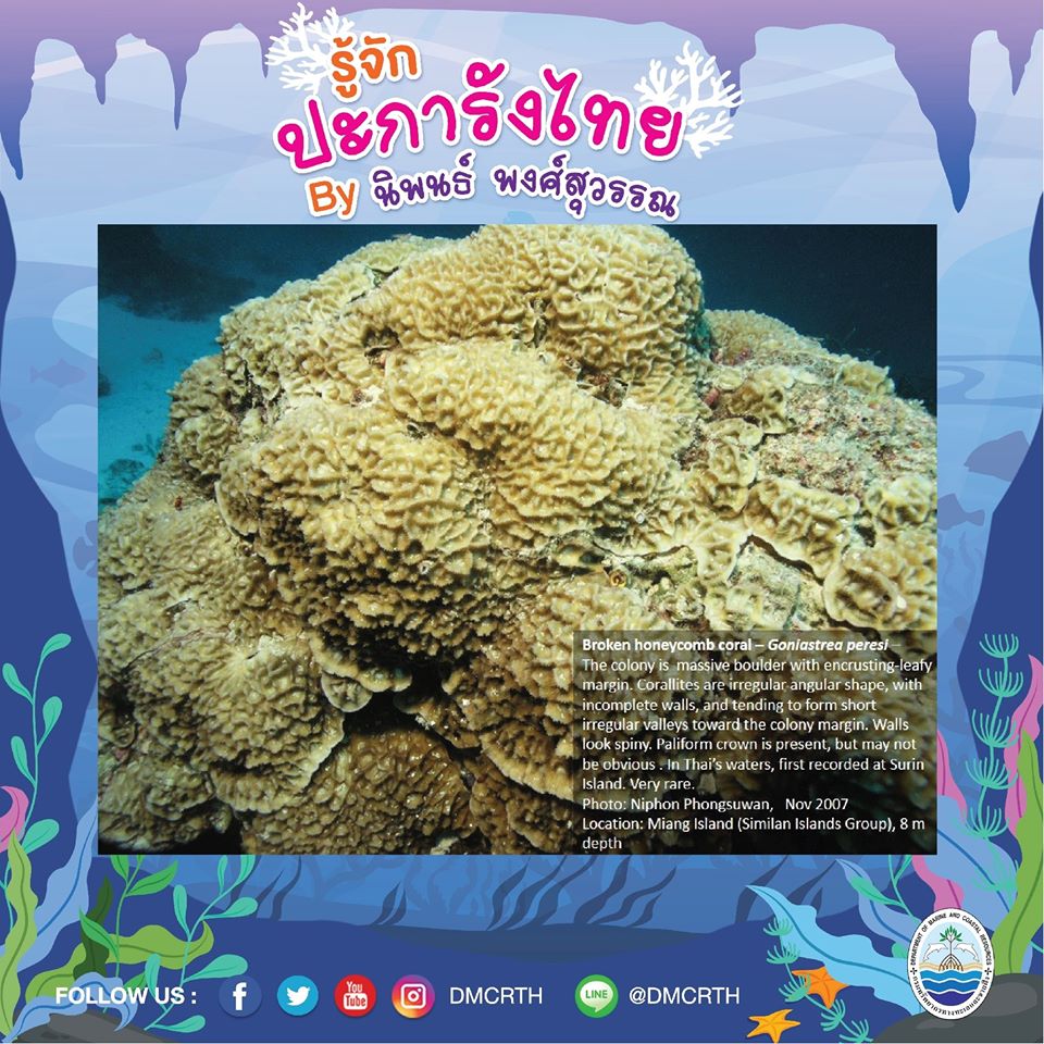 พาท่องโลกใต้ทะเล ทำความรู้จักปะการังวันละตัว #๗๐