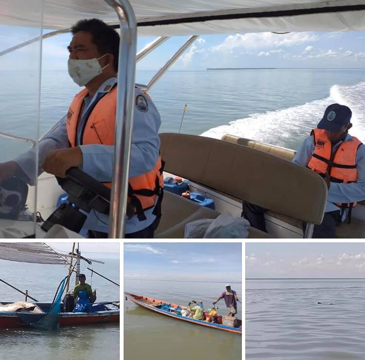 ทะเลอ่าวปากพนังสมบูรณ์ดี พบโลมาสีชมพูฝูงใหญ่