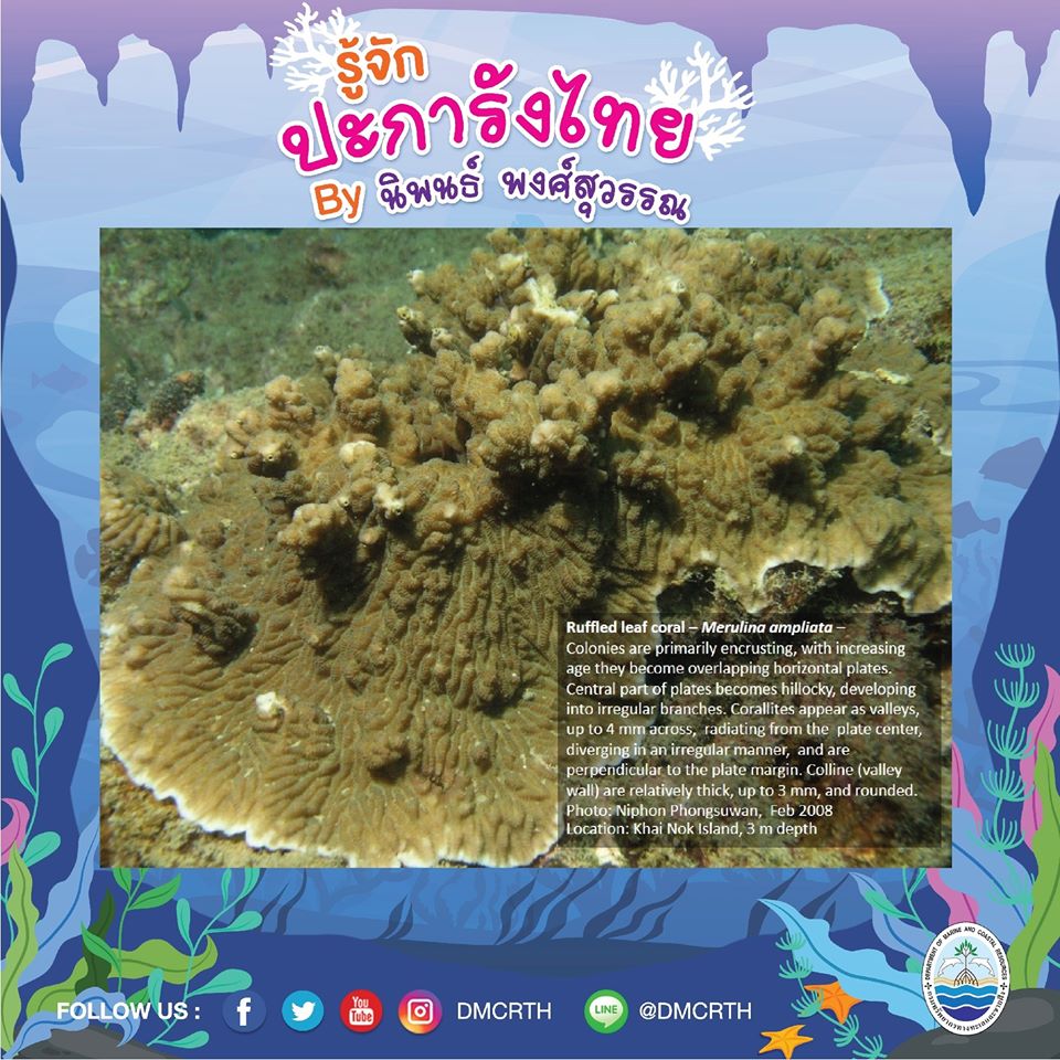 พาท่องโลกใต้ทะเล ทำความรู้จักปะการังวันละตัว #๑๐๑