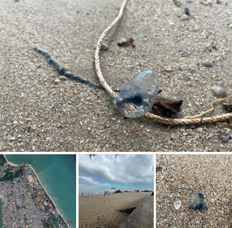 แจ้งพบแมงกะพรุนหัวขวด หาดชลาทัศน์และแหลมสมิหลา