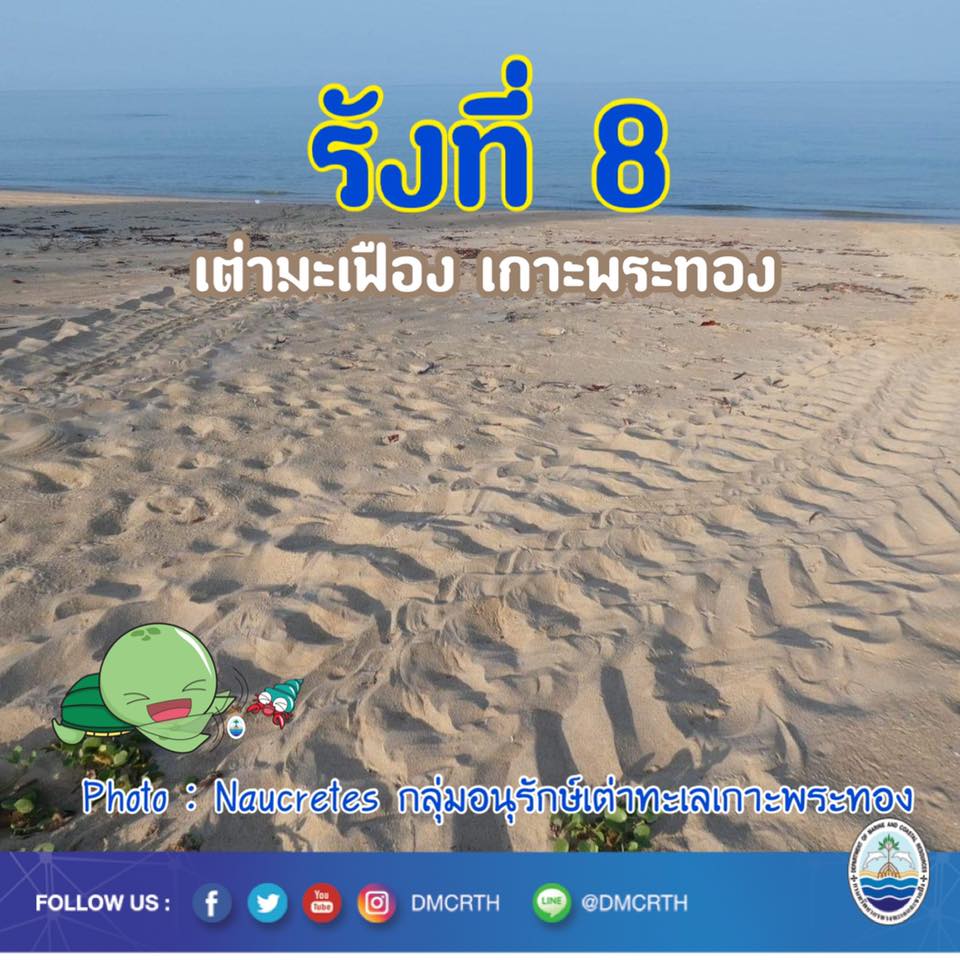 รับแจ้งข่าวดี พบรอยแม่เต่ามะเฟืองขึ้นวางไข่รังที่ ๘