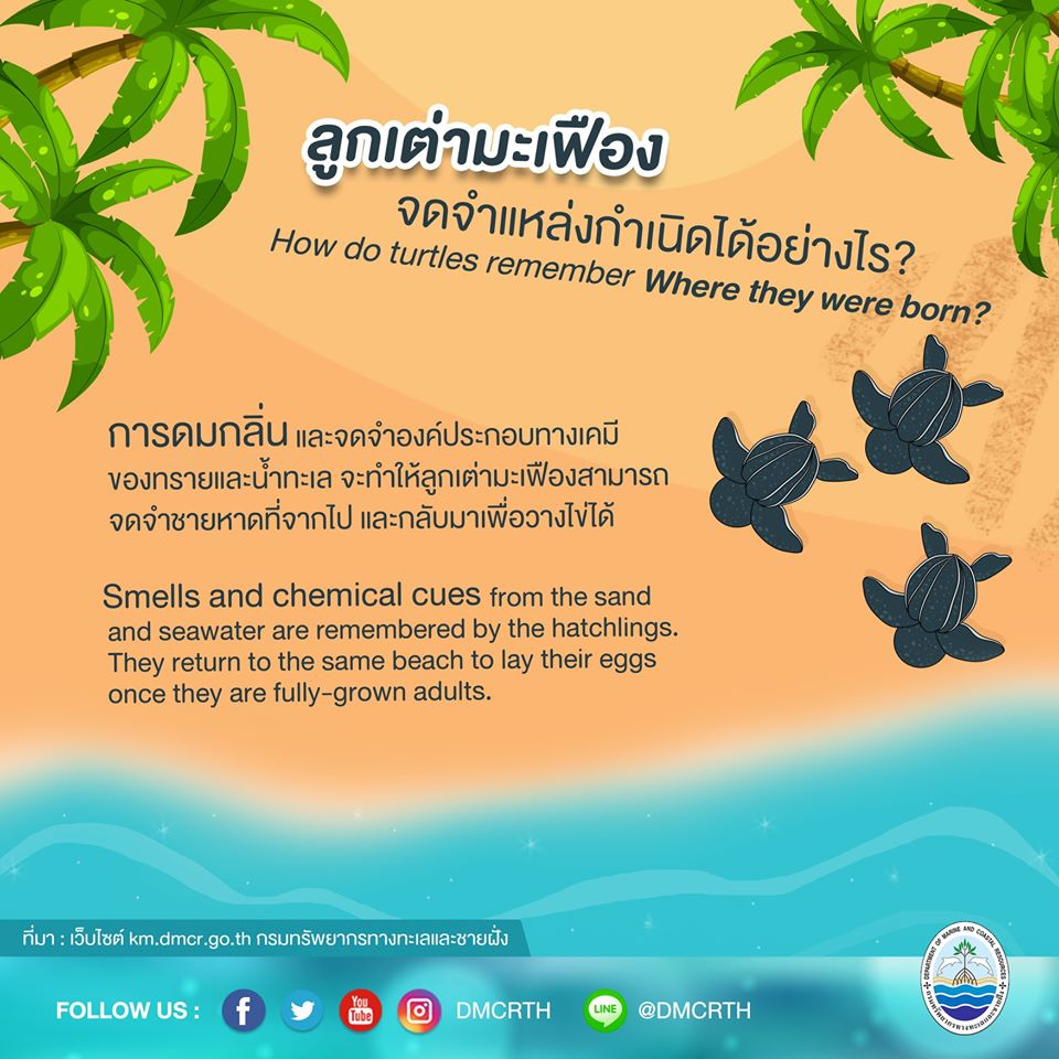 เรารักเต่ามะเฟือง ตอนที่ ๖ : ลูกเต่ามะเฟืองจดจำแหล่งกำเนิดได้อย่างไร?