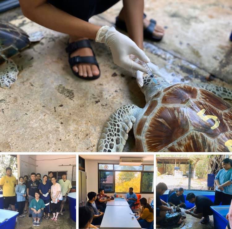 ร่วมวิจัยหาขนาดยาที่เหมาะสมในการรักษาเต่าทะเล