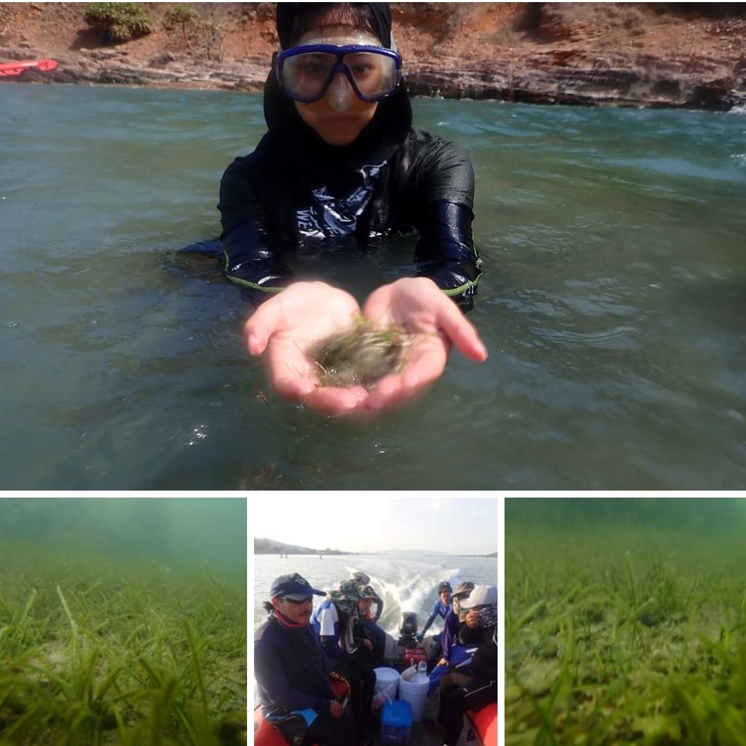 พาดำน้ำไป สำรวจหญ้าทะเลเกาะหนู ข้างเกาะแมว