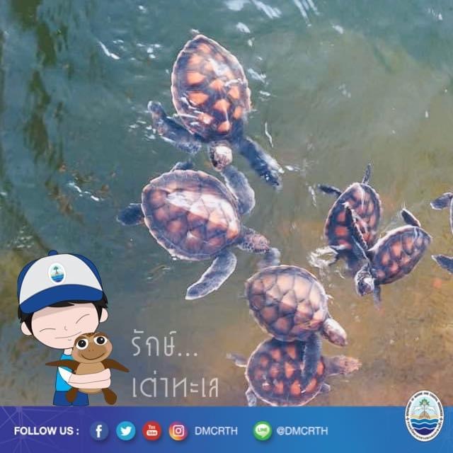 สวัสดี พี่น้องเครือข่ายอนุรักษ์ทะเลไทย
