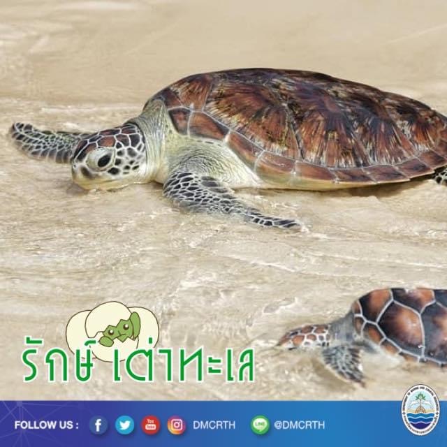 สวัสดี พี่น้องเครือข่ายอนุรักษ์ทะเลไทย