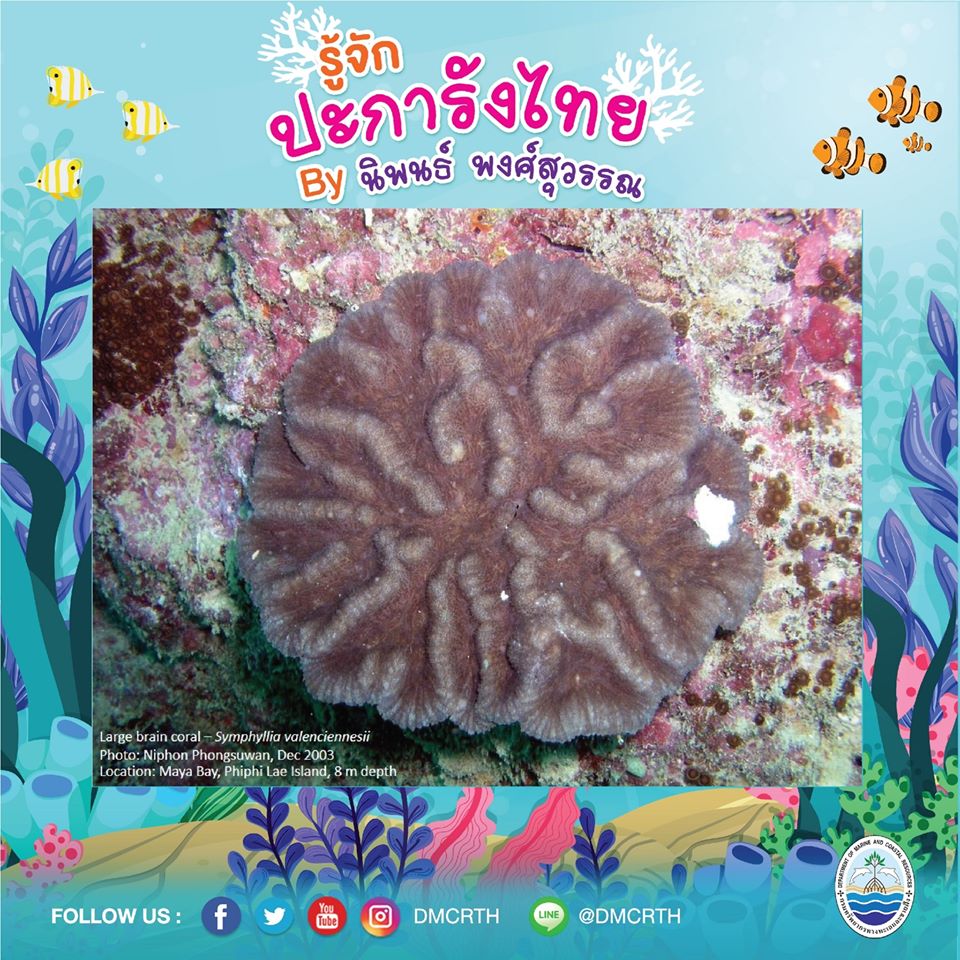 พาท่องโลกใต้ทะเล ทำความรู้จักปะการังวันละตัว #๔๒