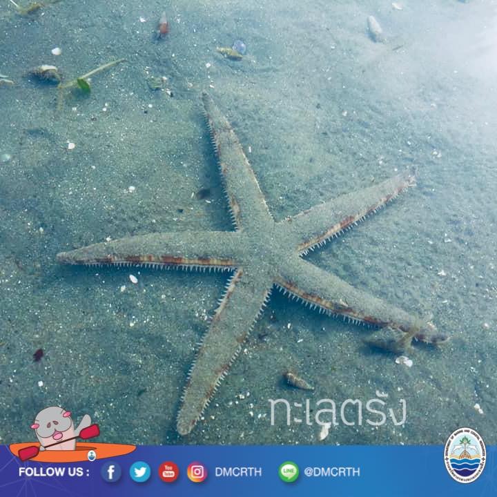 สวัสดี พี่น้องเครือข่ายอนุรักษ์ทะเลไทย