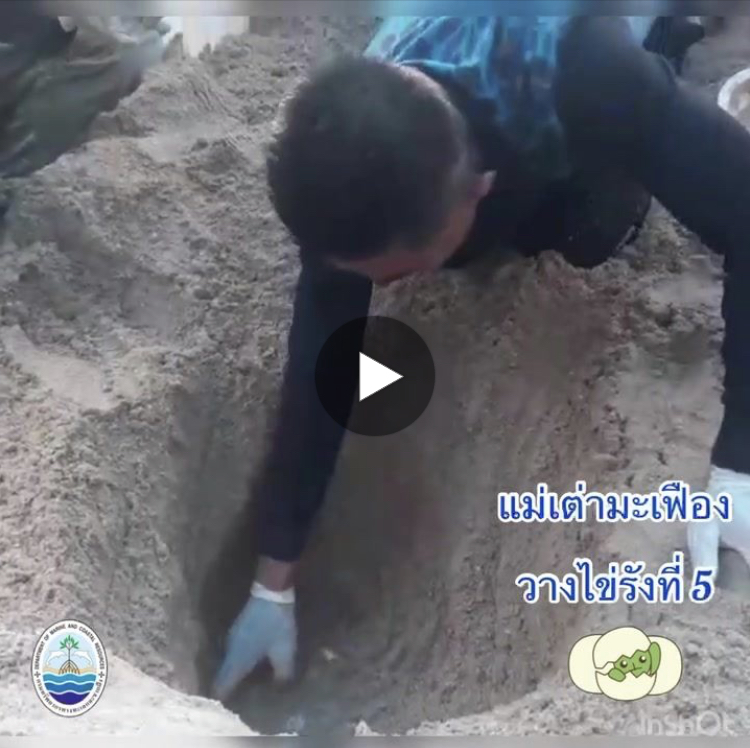 พาชมการตรวจสอบไข่แม่เต่ามะเฟืองวางไข่รังที่ ๕ ที่บางสัก