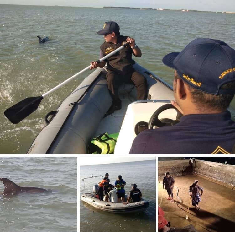เร่งกู้ชีพ พบวาฬจะเข้าเกยหาดรูสะมิแล ชายแดนใต้