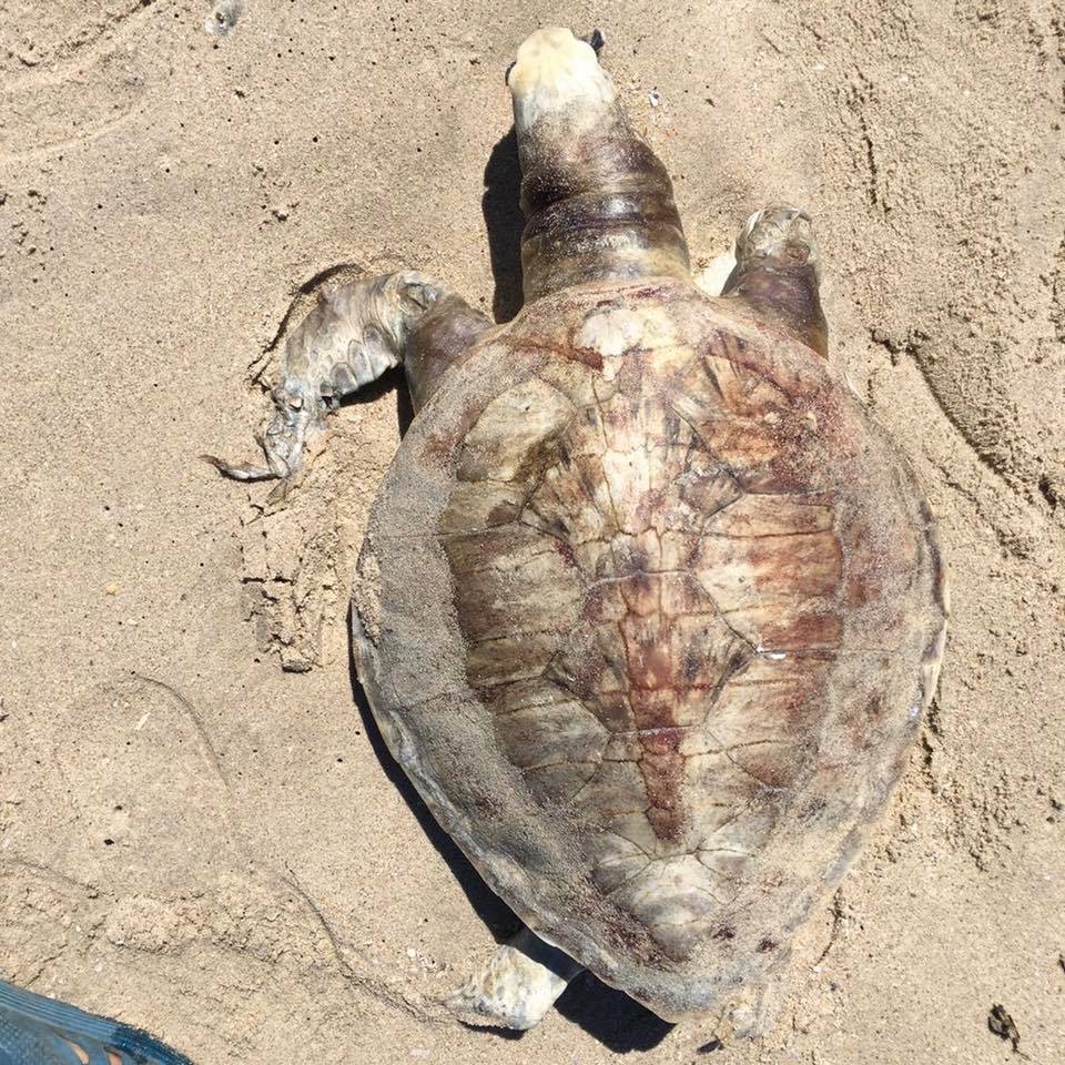 พบซากเต่าตนุเกยหาดบ่อยาง ทะเลสงขลา