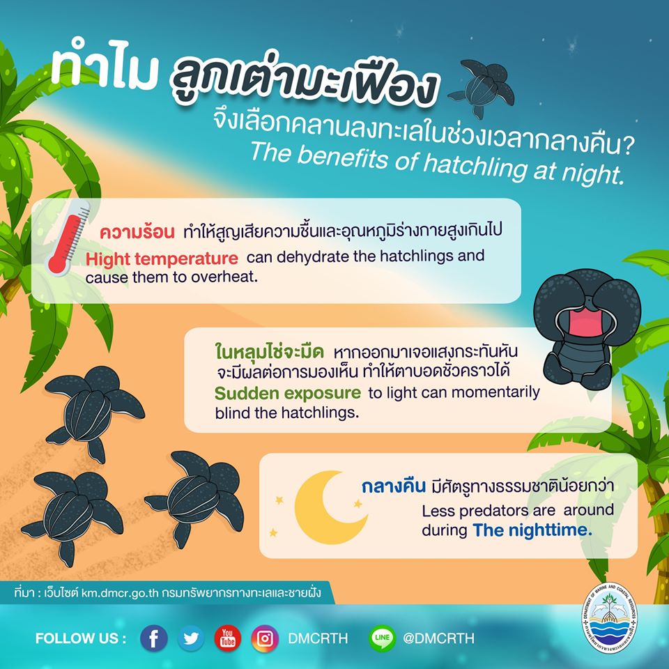 เรารักเต่ามะเฟือง ตอนที่ ๗ : ทำไมลูกเต่ามะเฟืองจึงกลับทะเลตอนมืดๆ