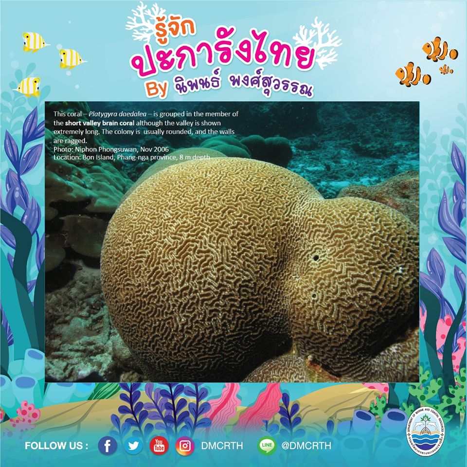 พาท่องโลกใต้ทะเล ทำความรู้จักปะการังวันละตัว #๘
