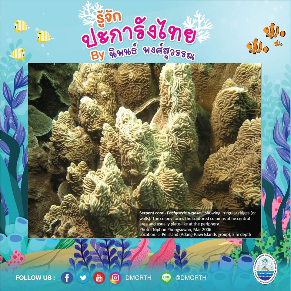 พาท่องโลกใต้ทะเล ทำความรู้จักปะการังวันละตัว #๙