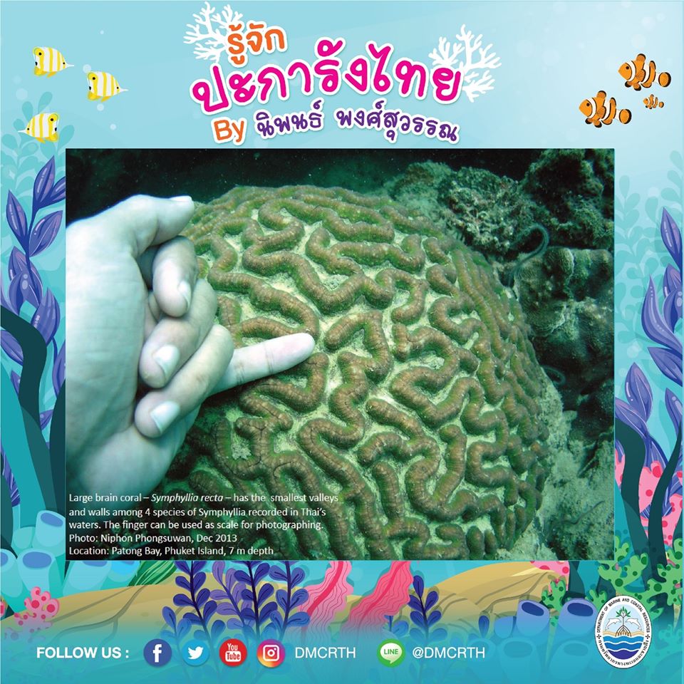 พาท่องโลกใต้ทะเล ทำความรู้จักปะการังวันละตัว #๑๐