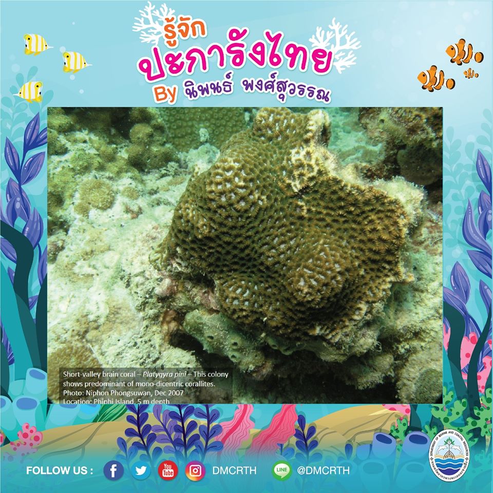 พาท่องโลกใต้ทะเล ทำความรู้จักปะการังวันละตัว #๑๑
